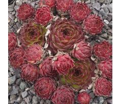 Sempervivum COURT JESTER