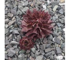 Sempervivum MOON GLOW