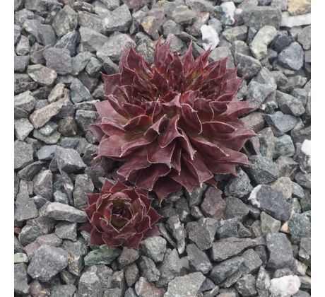 Sempervivum MOON GLOW