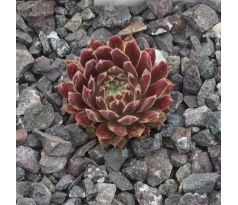 Sempervivum PAINTED LADY