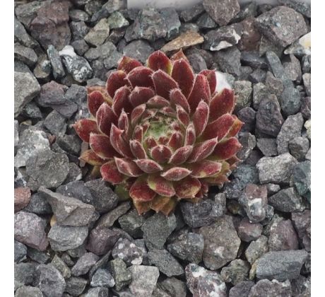 Sempervivum PAINTED LADY