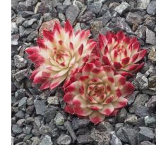 Sempervivum SAXON