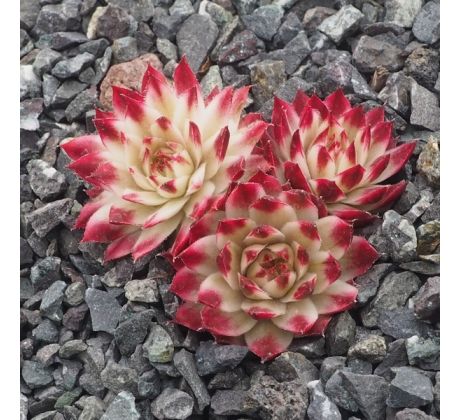 Sempervivum SAXON