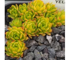 Sempervivum CMIRAL`S YELLOW