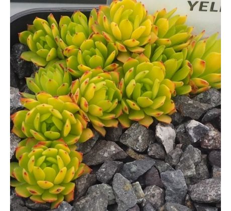 Sempervivum CMIRAL`S YELLOW