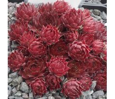 Sempervivum ELDORADO