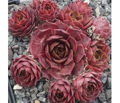 Sempervivum PANAREA