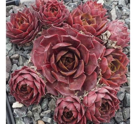 Sempervivum PANAREA