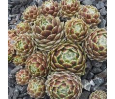 Sempervivum MOONDROPS