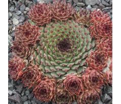 Sempervivum CALCAREUM