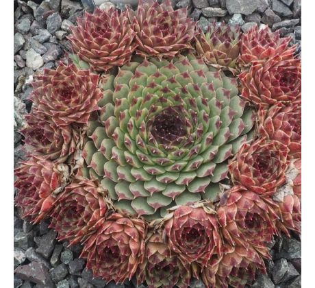 Sempervivum CALCAREUM