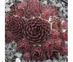 Sempervivum PERLE D`AMOUER