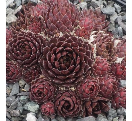 Sempervivum PERLE D`AMOUER