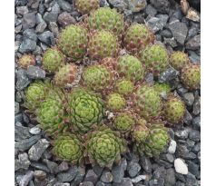 Sempervivum ANDORRA