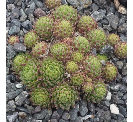 Sempervivum ANDORRA