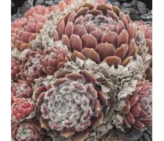 Sempervivum ARENDSII