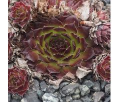 Sempervivum AUREGII