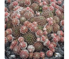 Sempervivum BUPULUM