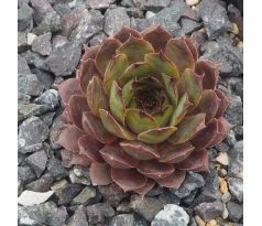 Sempervivum KORSPEL STERRE