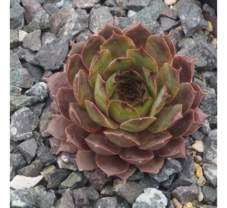 Sempervivum KORSPEL STERRE