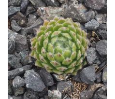 Sempervivum ESSELINA