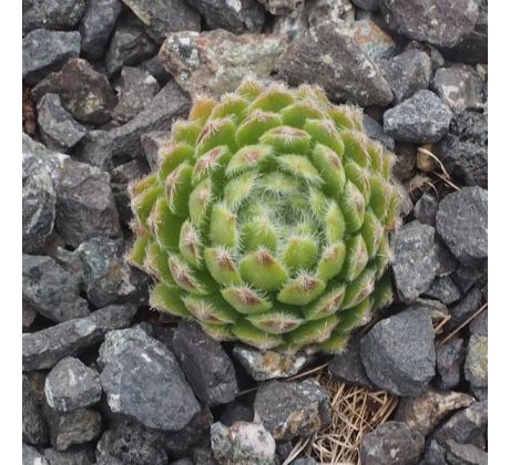 Sempervivum ESSELINA