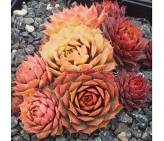 Sempervivum GOLD NUGGET