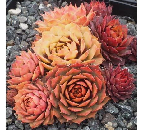 Sempervivum GOLD NUGGET