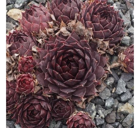 Sempervivum JUNGLE SHADOWS