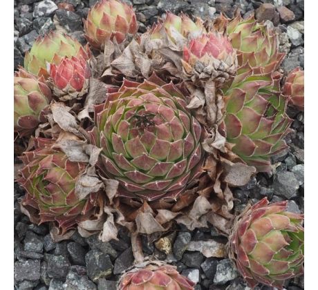 Sempervivum LEMON SPRAY