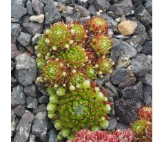 Sempervivum MINIERA