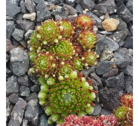 Sempervivum MINIERA