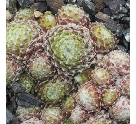 Sempervivum NEBEL