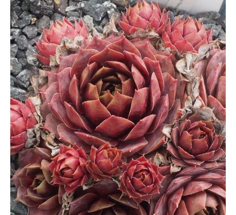 Sempervivum PLUTO