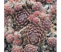 Sempervivum RASPBERRY ICE