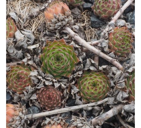 Sempervivum SEA GREEN