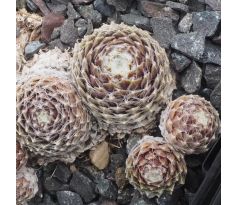 Sempervivum SILBERINA