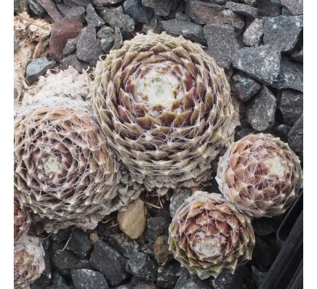 Sempervivum SILBERINA