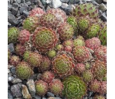 Sempervivum ANTHERICUM