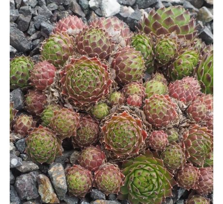 Sempervivum ANTHERICUM