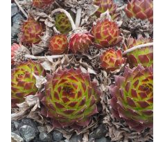 Sempervivum BALCANICUM