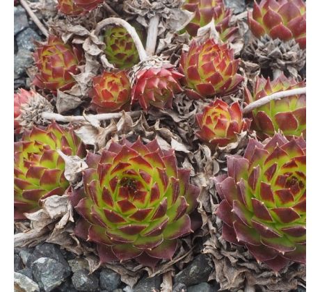 Sempervivum BALCANICUM