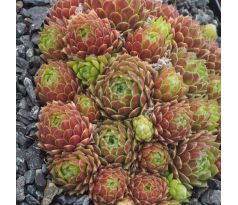 Sempervivum BOUTIGNYANUM