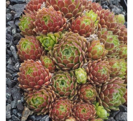 Sempervivum BOUTIGNYANUM