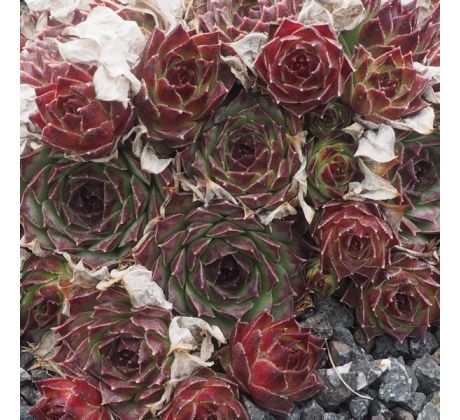 Sempervivum FR GUILLAUME