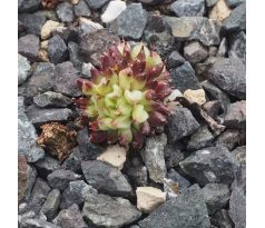 Sempervivum GRIGG`S SUPRISE