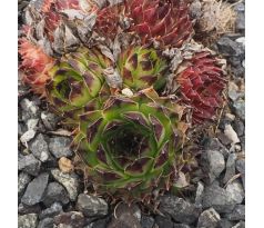 Sempervivum NIGRICANS