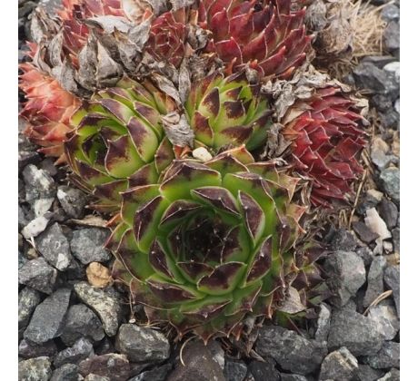 Sempervivum NIGRICANS