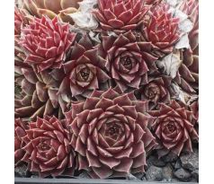 Sempervivum PINK PEARL