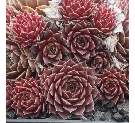 Sempervivum PINK PEARL